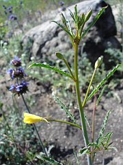 camissonia californica